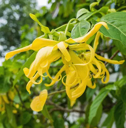 Compare to aroma YLANG YLANG by AFI ® F20760