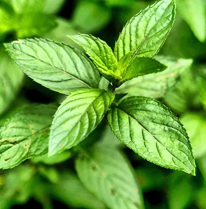 Compare to aroma PEPPERMINT OIL by AFI ® F20807