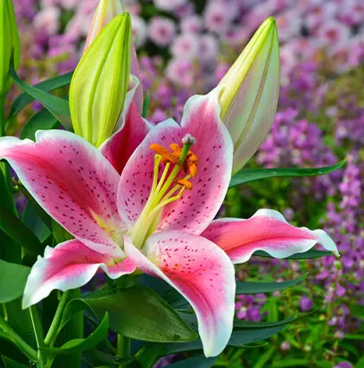 Compare to aroma STARGAZER LILY by Yankee ® F21637