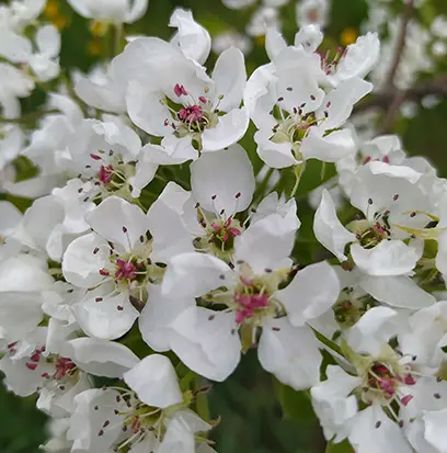 Compare to aroma PEAR BLOSSOM by BBW ® F21982