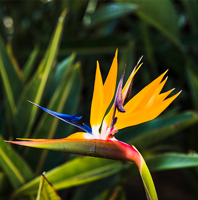 Compare to aroma BIRD OF PARADISE by AFI ® F22078