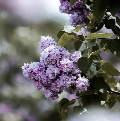 Compare to aroma LILAC BLOSSOM by BBW ® F25656