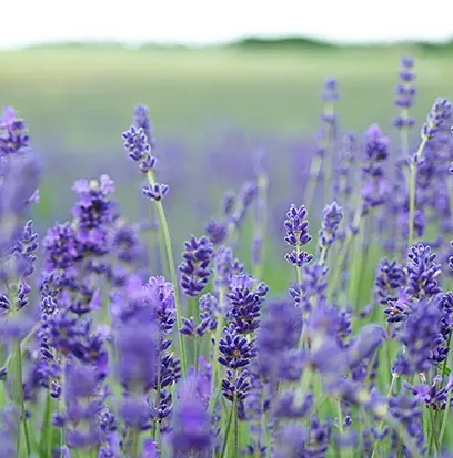 Compare to aroma LAVENDER by Aztec ® F25680