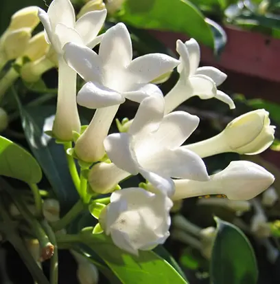 Compare to aroma JASMINE by Aztec ® F25802