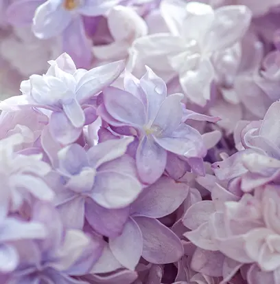 Compare to aroma LILAC by Aztec ® F26150