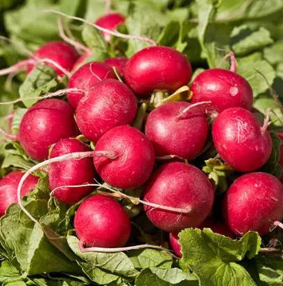 Compare to aroma RED RADISH by AFI ® F26636