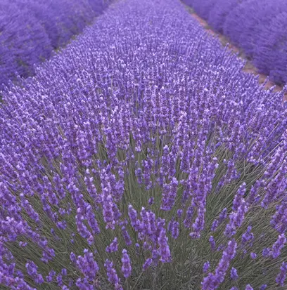 Compare to aroma SPANISH LAVENDER by AFI ® F26962