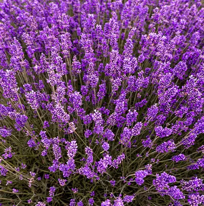 Compare to aroma LAVENDER by Blunt Power ® F27313