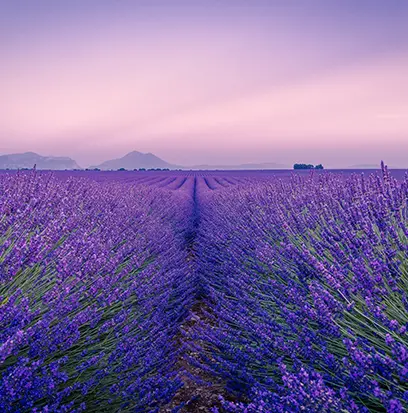 Compare to aroma LAVENDER FIELDS by Mill Creek ® F29374