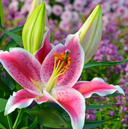 Compare to aroma STARGAZER LILY by Peak Candle ® F30801