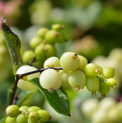 Compare to aroma CASCADING SNOWBERRY by Yankee ® F31376