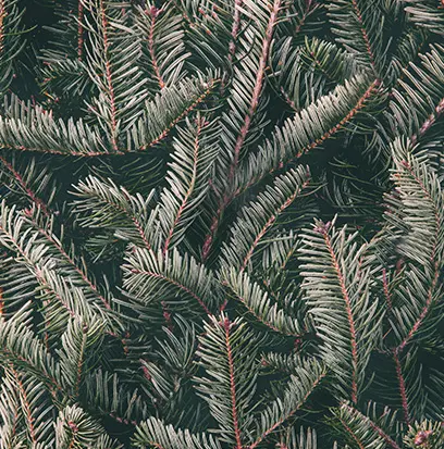 Compare to aroma ICY BLUE SPRUCE by Yankee ® F33705