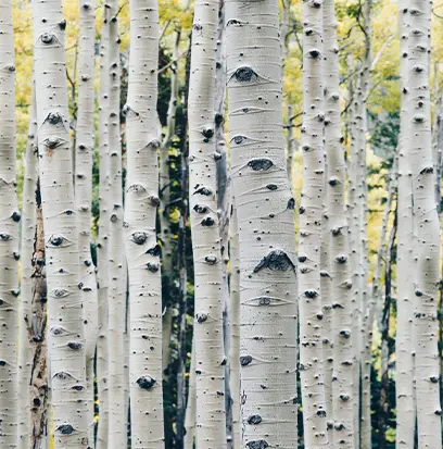 Compare to aroma SILVER BIRCH by Yankee ® F37368