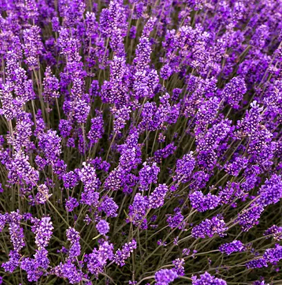 Compare to aroma LAVENDER by BBW ® F38166
