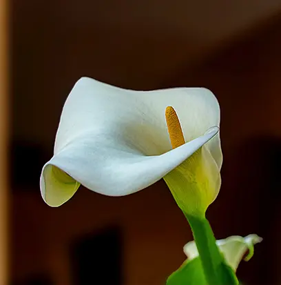 Compare to aroma WILD CALLA LILY by AFI ® F50388