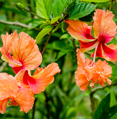Compare to aroma RAINFOREST HIBISCUS by AFI ® F55097